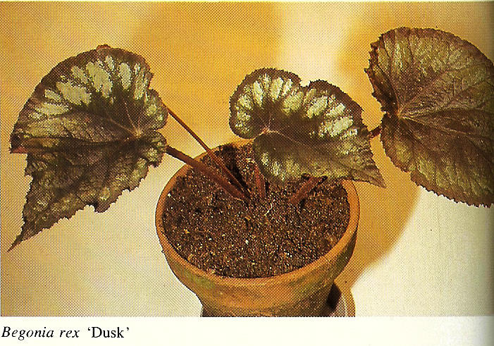 B. ‘Dusk’